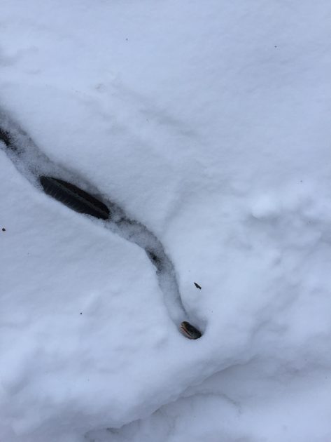 Urban Snowshoeing and Tips for Getting Started! Wandering Pine